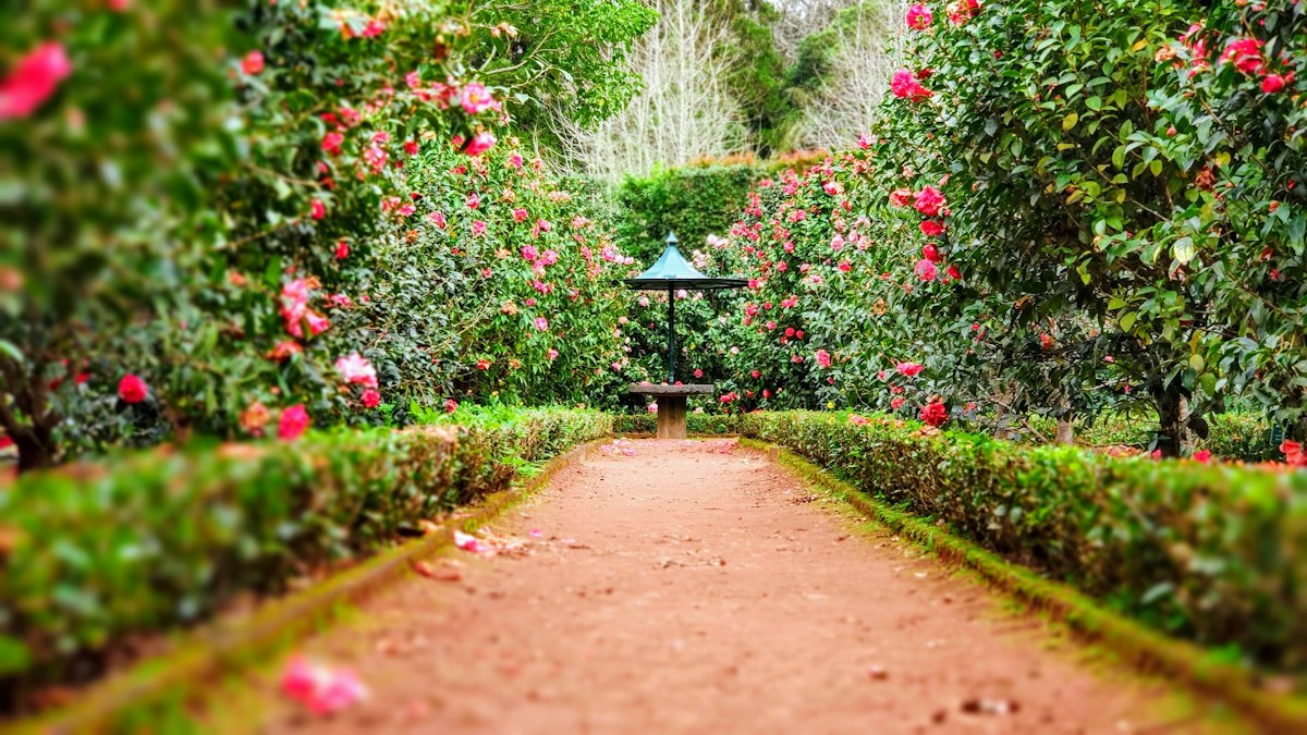 Arthrose und Gartenarbeit: Freude im Grünen schonend genießen